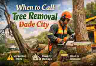 Tree Removal