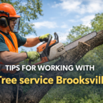 tree service Brooksville